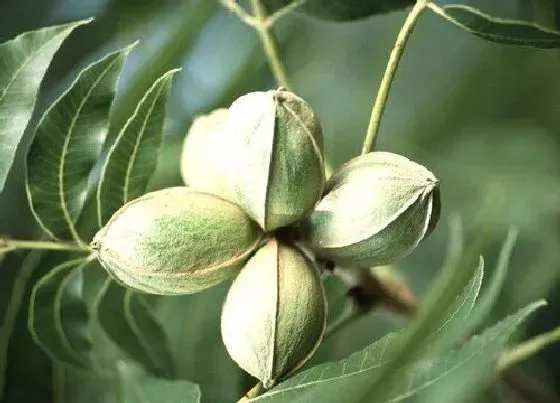 种植前景|碧根果亩产利润多少 种植碧根果一亩收入多少钱