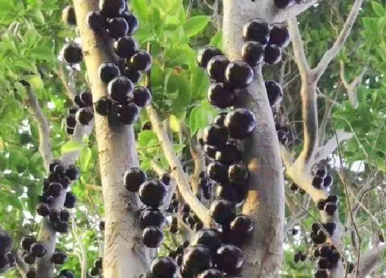 种植前景|湖南可以种嘉宝果吗