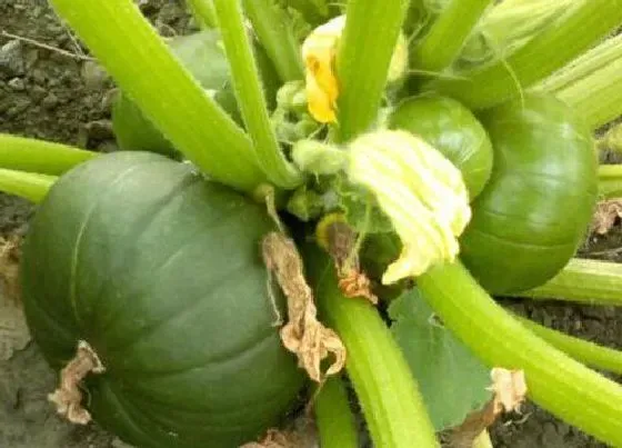 蔬菜|嫩南瓜是碳水还是蔬菜 属于蔬菜类植物