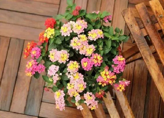 养花|南方夏季适合种什么花 适合南方地区栽种的花卉