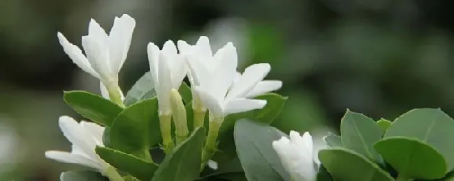 铁茉莉的开花时间？