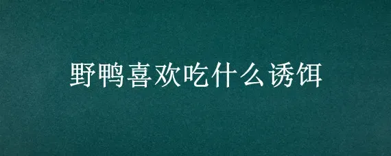 野鸭喜欢吃什么诱饵