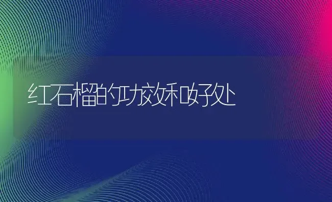 红石榴的功效和好处 | 养殖资料投稿