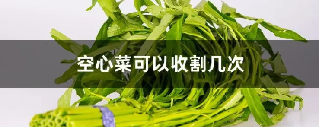 空心菜可以收割几次
