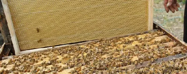 蜜蜂认巢、试飞、朝王、闹巢的区别？