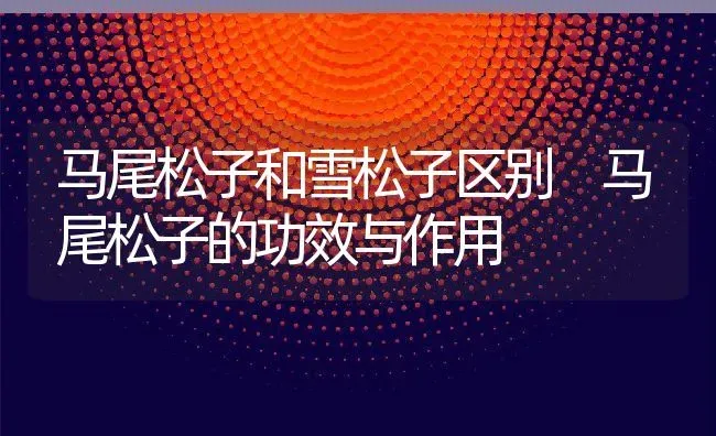马尾松子和雪松子区别 马尾松子的功效与作用 | 养殖资料投稿