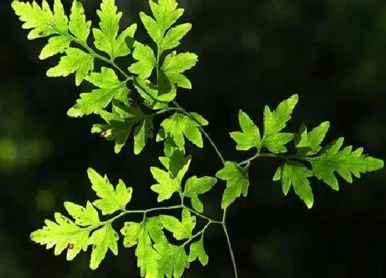 种植前景|海金沙种植亩产利润 人工种一亩海金沙有多少利润