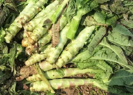 蔬菜|油麦菜和莴苣是一种菜吗