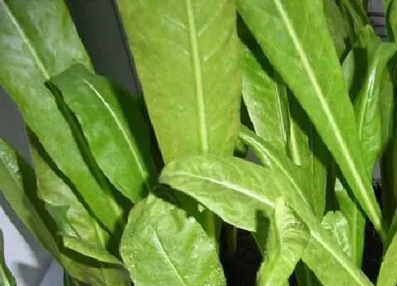 蔬菜|油麦菜和莴苣是一种菜吗
