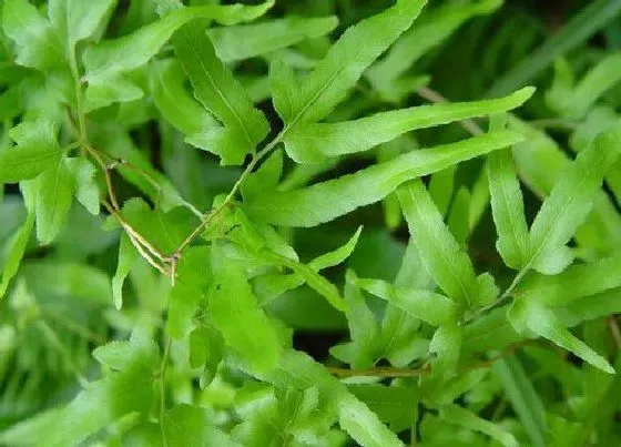 种植前景|海金沙种植亩产利润 人工种一亩海金沙有多少利润