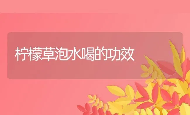 柠檬草泡水喝的功效 | 养殖资料投稿