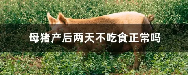 母猪产后两天不吃食正常吗