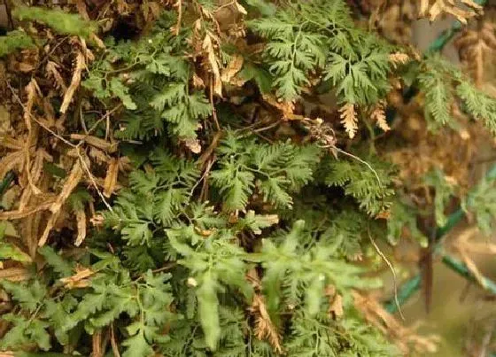 种植前景|海金沙种植亩产利润 人工种一亩海金沙有多少利润