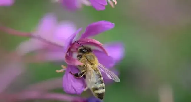 被蜜蜂蛰了为什么找不到刺？