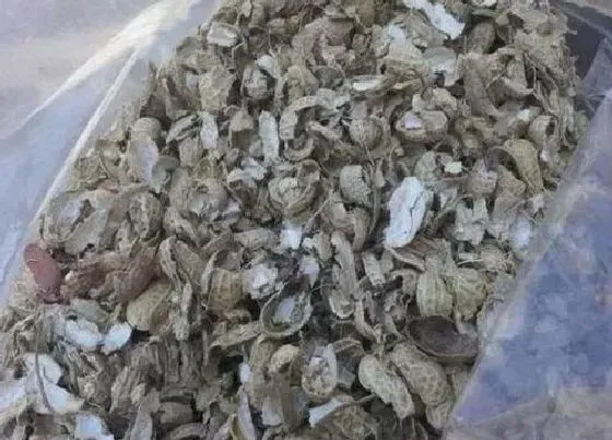养花|花生壳可以种花吗