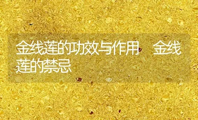 金线莲的功效与作用 金线莲的禁忌 | 养殖资料投稿