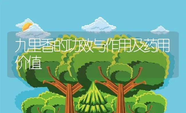 九里香的功效与作用及药用价值 | 养殖资料投稿
