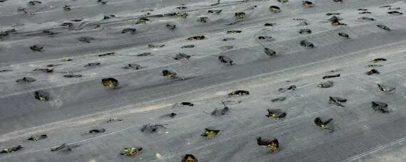 地膜覆盖栽培可以提高产量吗