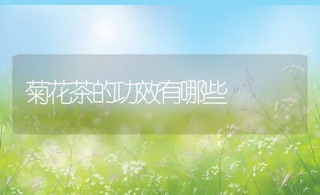 菊花茶的功效有哪些 | 养殖资料投稿