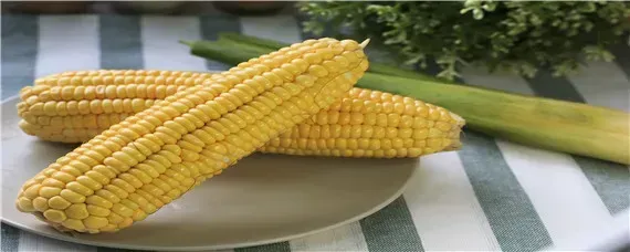甘优661玉米种介绍