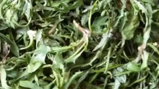 泡苦菜茶有什么好处 泡苦菜茶的禁忌