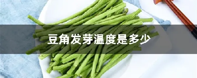 豆角发芽温度是多少