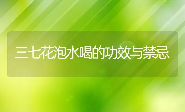 三七花泡水喝的功效与禁忌 | 养殖资料投稿