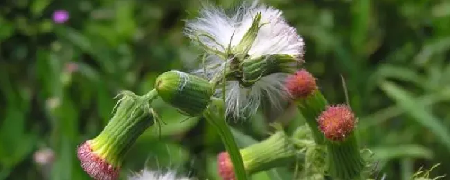 靠风传播种子的植物有哪些？