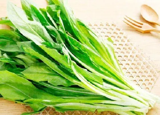 蔬菜|油麦菜和莴苣是一种菜吗