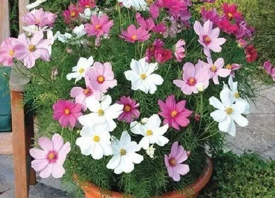养花|南方夏季适合种什么花 适合南方地区栽种的花卉