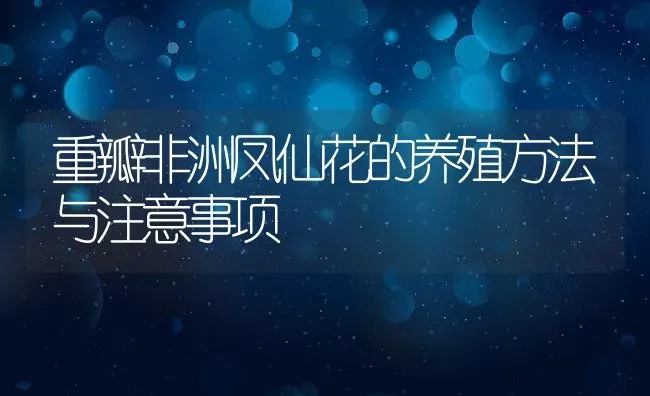 重瓣非洲凤仙花的养殖方法与注意事项 | 养殖资料投稿