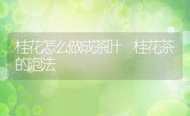 桂花怎么做成茶叶 桂花茶的泡法 | 养殖资料投稿