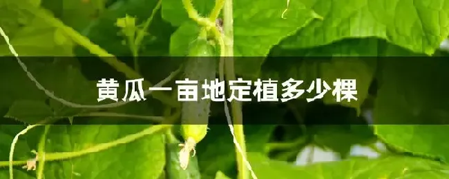 黄瓜一亩地定植多少棵