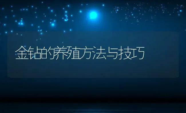 金钻的养殖方法与技巧 | 养殖资料投稿