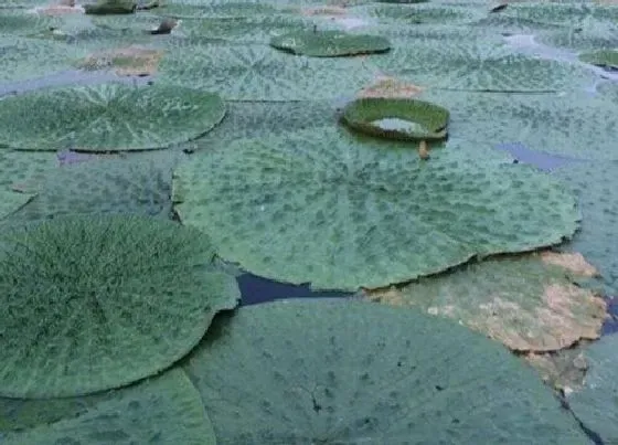 种植前景|鸡头米种植条件 适合的生长环境
