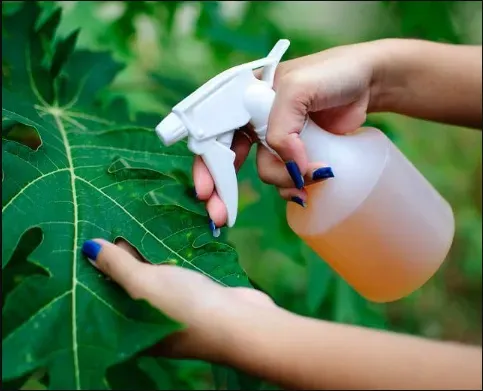 自制辣椒杀虫剂的方法