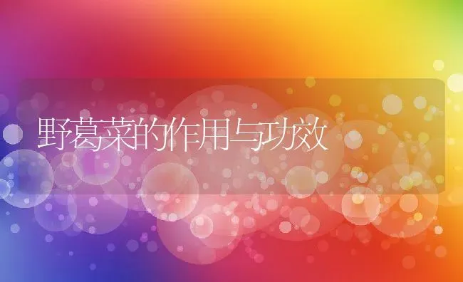 野葛菜的作用与功效 | 养殖资料投稿
