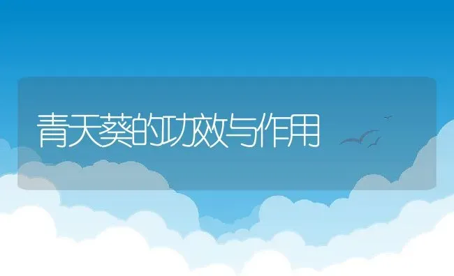 青天葵的功效与作用 | 养殖资料投稿