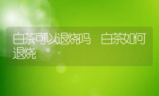 白茶可以退烧吗 白茶如何退烧 | 养殖资料投稿