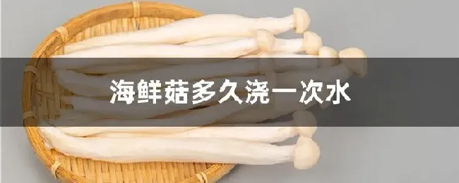 海鲜菇多久浇一次水