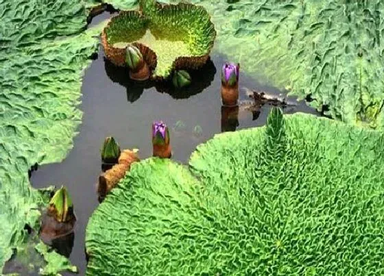 种植前景|鸡头米种植条件 适合的生长环境
