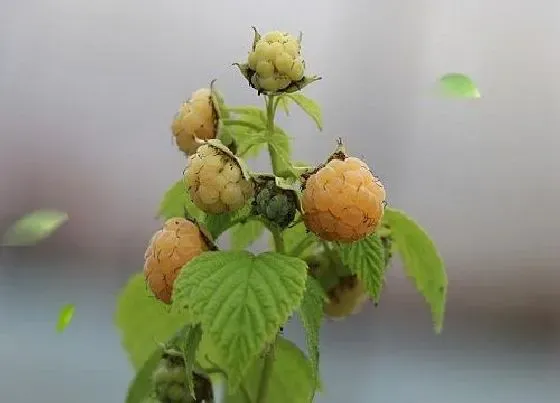 种植前景|覆盆子种植条件 生长土壤及环境