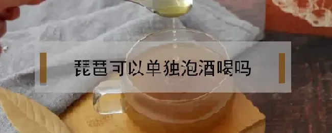 琵琶可以单独泡酒喝吗