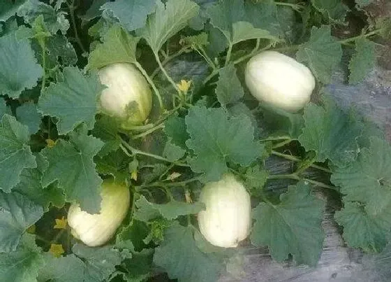农作物|大棚甜瓜种植技术与管理方法 温室大棚甜瓜栽培要点
