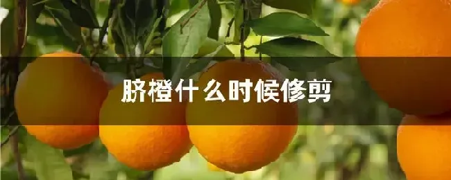 脐橙什么时候修剪