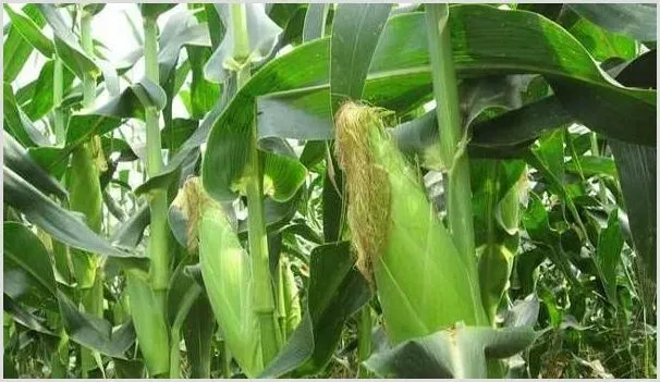 今年玉米种什么品种好?各地区玉米品种种植推荐 | 致富养殖项目
