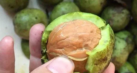 野核桃皮的功效与作用及禁忌