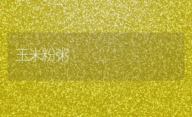 玉米粉粥 | 养殖资讯