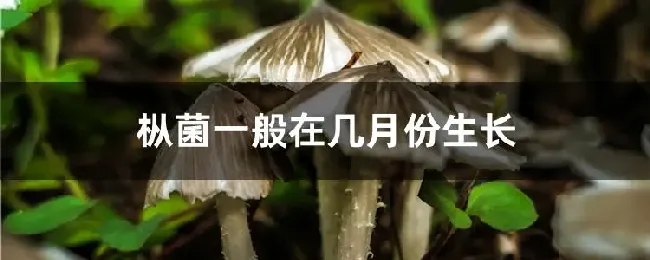 枞菌一般在几月份生长