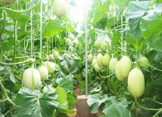 农作物|大棚甜瓜种植技术与管理方法 温室大棚甜瓜栽培要点